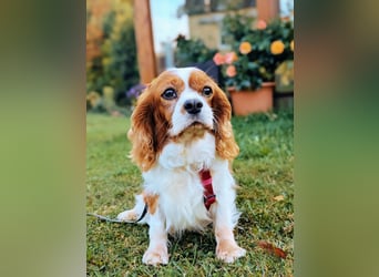 Panka, liebe Cavalier King Charles Spaniel Hündin geb. 12/2017