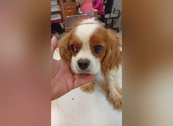 April, süße Cavalier King Charles Spaniel Hündin geb. 02/2018