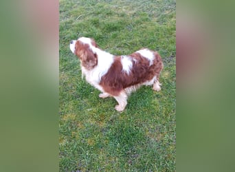 Cavi, hübscher Cavalier King Charles Spaniel