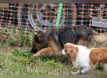 Ribizli, hübsche Cavalier King Charles Spaniel Hündin geb. 01/2019