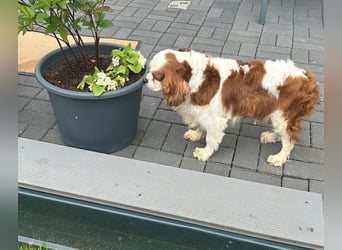 Amanda, süße Cavalier King Charles Dame geb. 03/2019