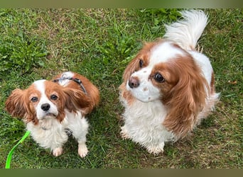 Ribizli, hübsche Cavalier King Charles Spaniel Hündin geb. 01/2019