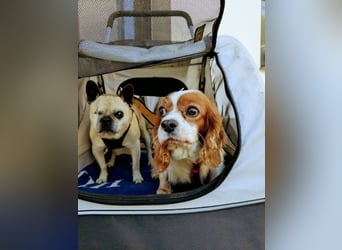 Panka, liebe Cavalier King Charles Spaniel Hündin geb. 12/2017