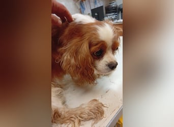 April, süße Cavalier King Charles Spaniel Hündin geb. 02/2018