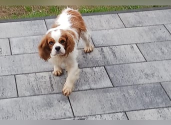 Alaska, süße Cavalier King Charles Spaniel Hündin geb. 02/2018