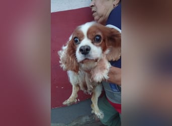 Panka, liebe Cavalier King Charles Spaniel Hündin geb. 12/2017
