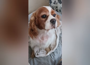 Maszi, schüchterne Cavalier King Charles Spaniel Hündin geb.12/2019