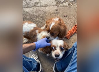 Amanda, hübsches Cavalier King Charles Mädchen geb.03/2019