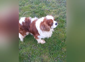 Cavi, hübscher Cavalier King Charles Spaniel