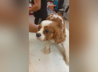 Collie, süße Cavalier King Charles Spaniel Hündin geb. 12/2021