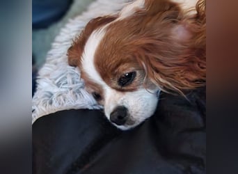 Ribizli, hübsche Cavalier King Charles Spaniel Hündin geb. 01/2019