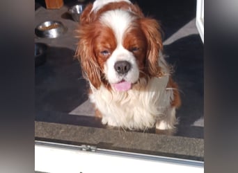 Cavi, hübscher Cavalier King Charles Spaniel