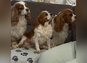 Ribizli, hübsche Cavalier King Charles Spaniel Hündin geb. 01/2019