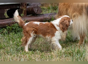 Ribizli, hübsche Cavalier King Charles Spaniel Hündin geb. 01/2019