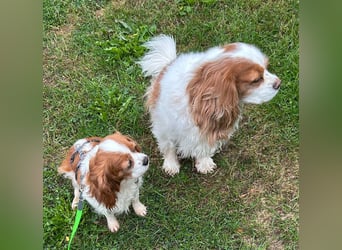 Ribizli, hübsche Cavalier King Charles Spaniel Hündin geb. 01/2019