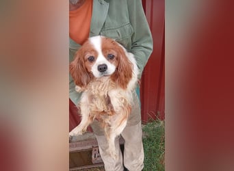 Ribizli, hübsche Cavalier King Charles Spaniel Hündin geb. 01/2019