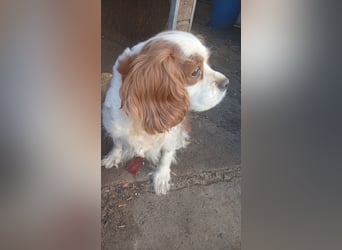 Mika, süße Cavalier King Charles Spaniel Hündin geb. 05/2019