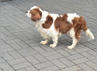 Amanda, süße Cavalier King Charles Dame geb. 03/2019