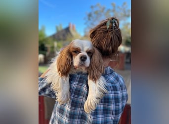 Amanda, hübsches Cavalier King Charles Mädchen geb.03/2019