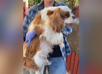 Amanda, hübsches Cavalier King Charles Mädchen geb.03/2019