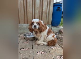Amanda, süße Cavalier King Charles Dame geb. 03/2019