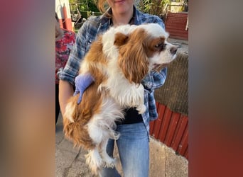 Amanda, hübsches Cavalier King Charles Mädchen geb.03/2019