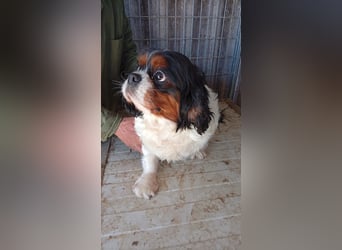 Bernie, liebes Cavalier King Charles Spaniel Mädchen geb. 05/2021