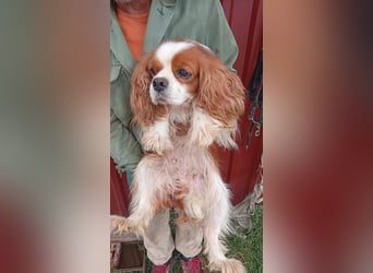 Alaska, süße Cavalier King Charles Spaniel Hündin geb. 02/2018