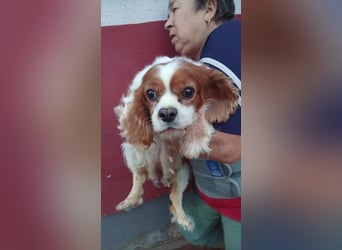 Panka, liebe Cavalier King Charles Spaniel Hündin geb. 12/2017