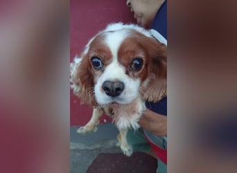 Panka, liebe Cavalier King Charles Spaniel Hündin geb. 12/2017