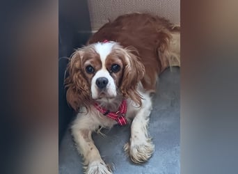 Maszi, schüchterne Cavalier King Charles Spaniel Hündin geb.12/2019