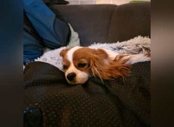Ribizli, hübsche Cavalier King Charles Spaniel Hündin geb. 01/2019