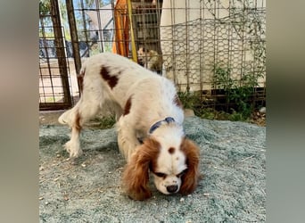 Chester Cavalier King Charles Spaniel Rüde ca. 4 Jahre alt in Ungarn