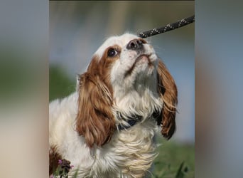 Chester Cavalier King Charles Spaniel Rüde ca. 4 Jahre alt in Ungarn