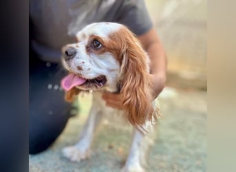 Chester Cavalier King Charles Spaniel Rüde ca. 4 Jahre alt in Ungarn