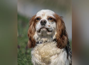 Chester Cavalier King Charles Spaniel Rüde ca. 4 Jahre alt in Ungarn
