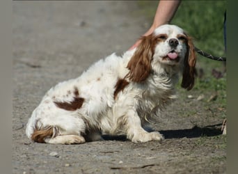 Chester Cavalier King Charles Spaniel Rüde ca. 4 Jahre alt in Ungarn