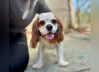 Chester Cavalier King Charles Spaniel Rüde ca. 4 Jahre alt in Ungarn