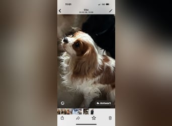 Cavalier King Charles Spaniel