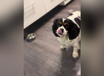 Cavalier King Charles Hündin