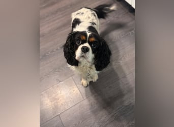 Cavalier King Charles Hündin