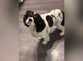 Cavalier King Charles Hündin