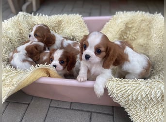 Kavalier King Kharles Welpen