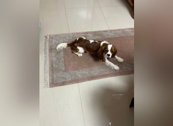 Kavalier King Kharles Welpen