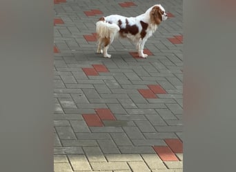 Kavalier King Kharles Welpen