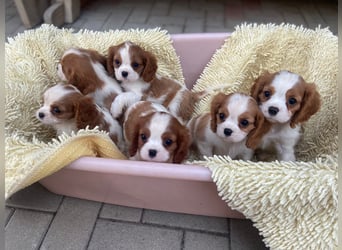 Kavalier King Kharles Welpen