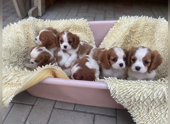 Kavalier King Kharles Welpen