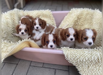 Kavalier King Kharles Welpen