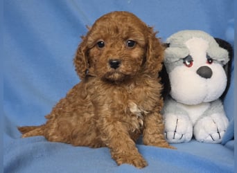 Cavapoo welpen