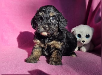 Cavapoo welpen